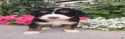 Bernedoodle dogs for sale: Lucy - Ad 1