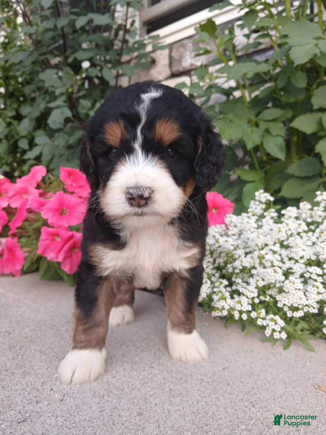 Bernedoodle dogs for sale: Lucy - Ad 1