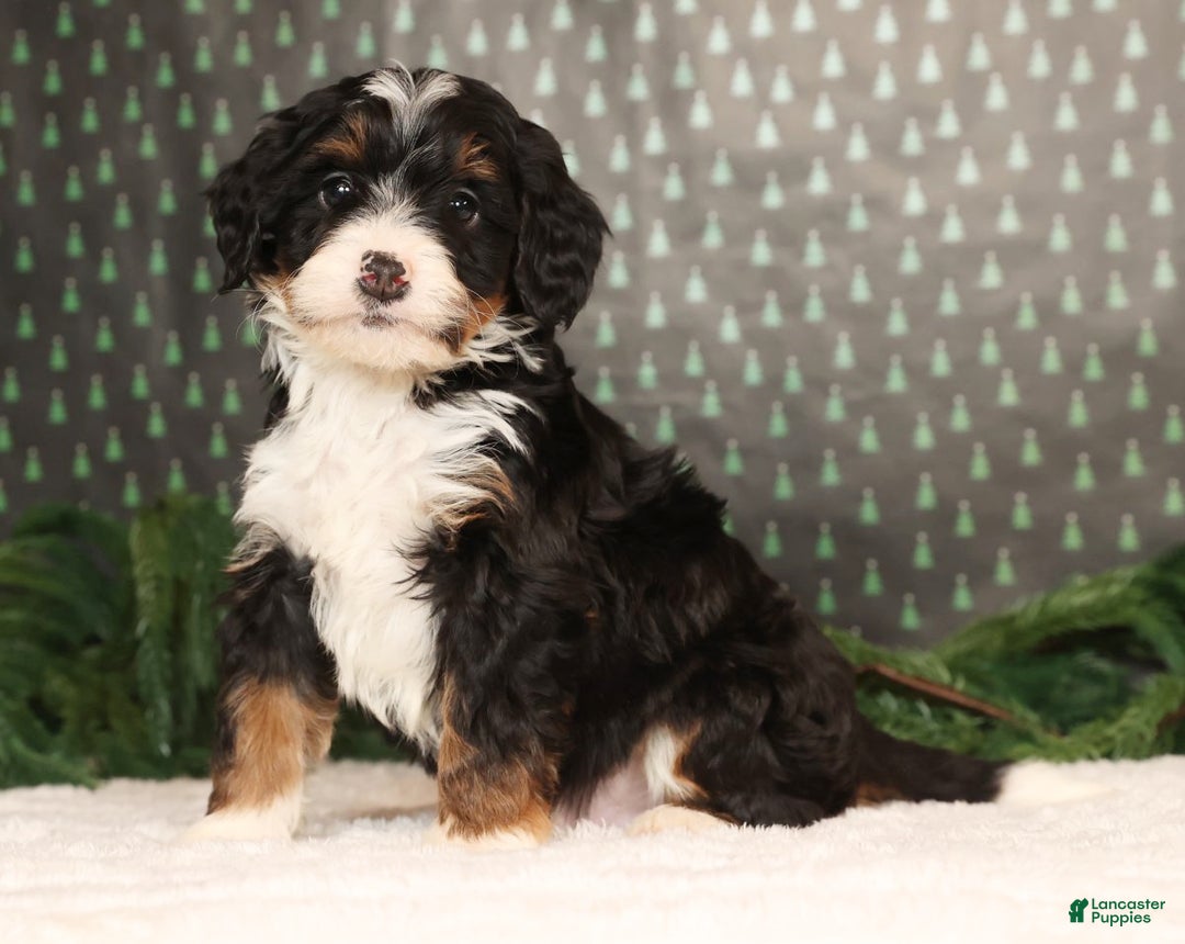Mini Bernedoodle dogs for sale: Blazer - Ad 3