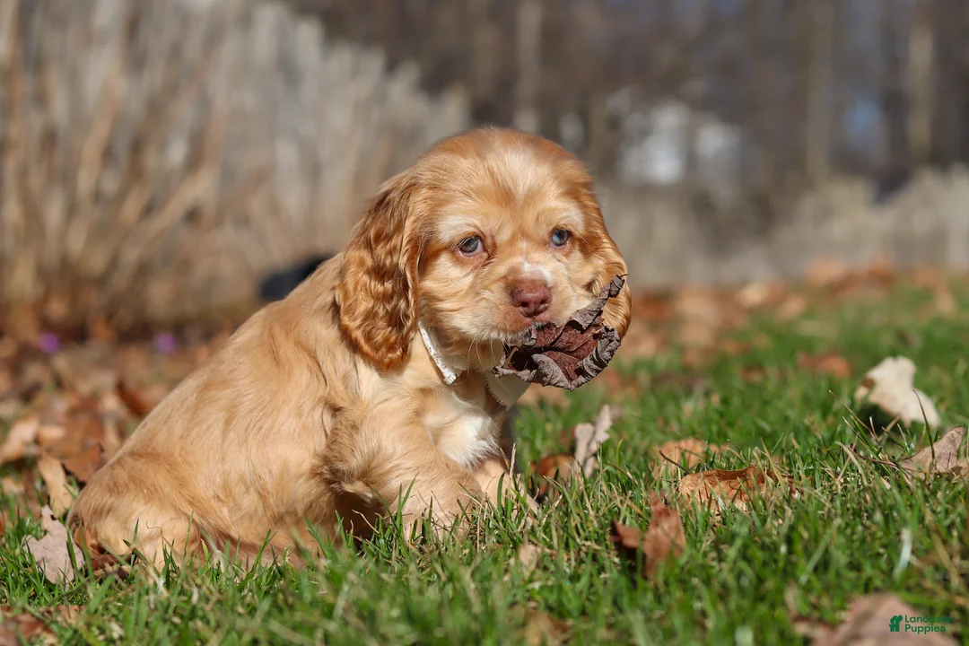 Cocker Spaniel dogs for sale: Ozzy - Ad 2