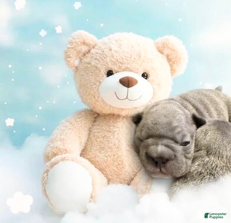 French Bulldog dogs  Beautiful Big Ropes - Ad 2