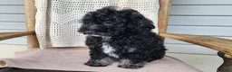 Mini Bernedoodle dogs for sale: Mia - Ad 2