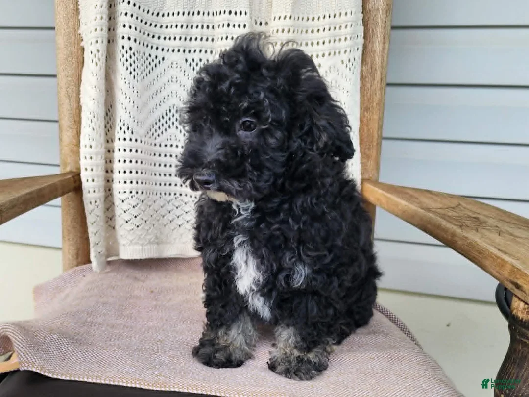 Mini Bernedoodle dogs for sale: Mia - Ad 2