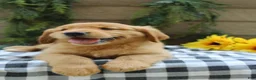 Golden Retriever dogs for sale: Trixie - Ad 1