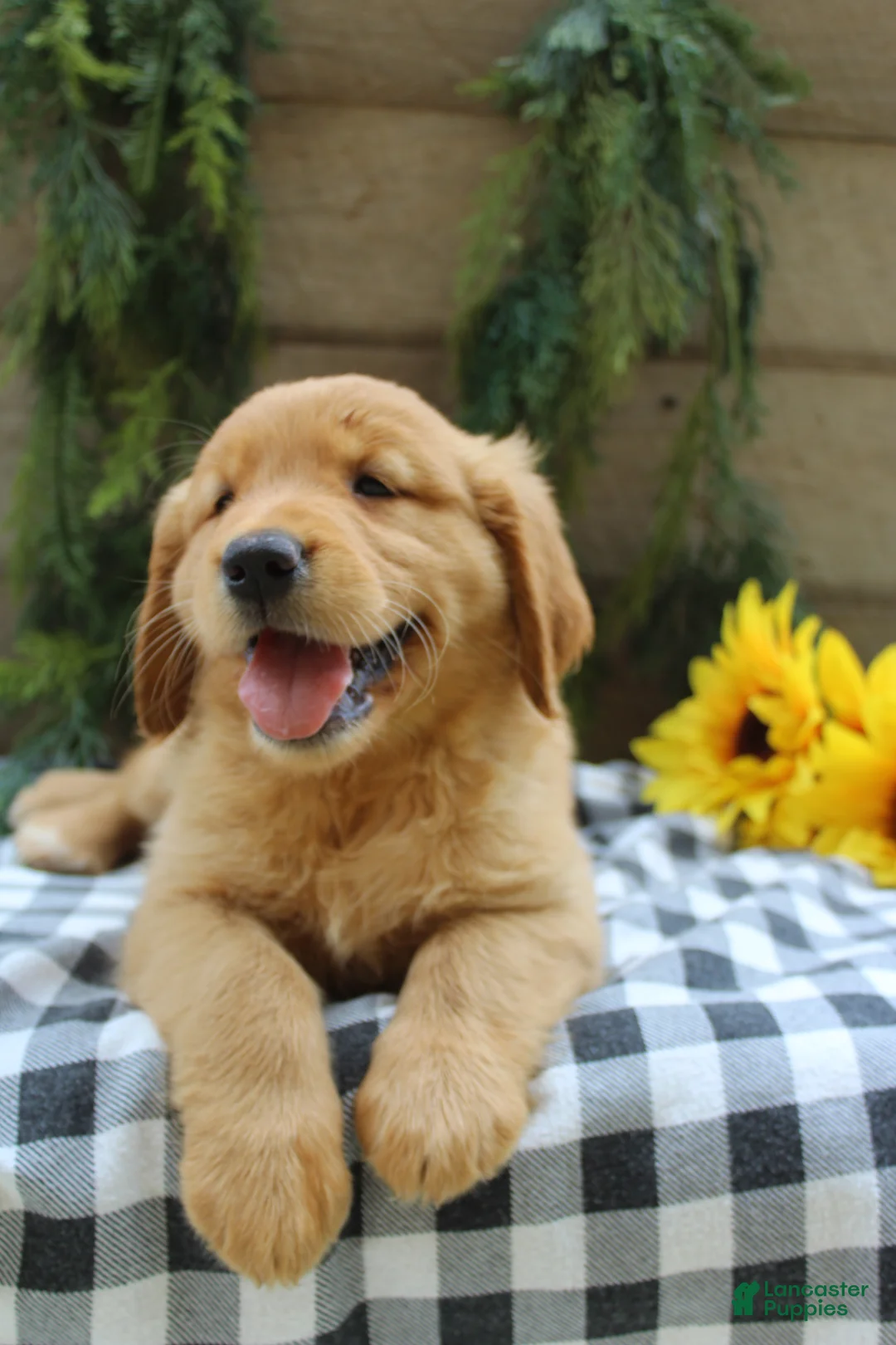 Golden Retriever dogs for sale: Trixie - Ad 1