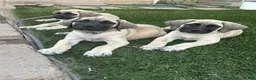 Mixed Breed dogs for sale: Arlo - Ad 4