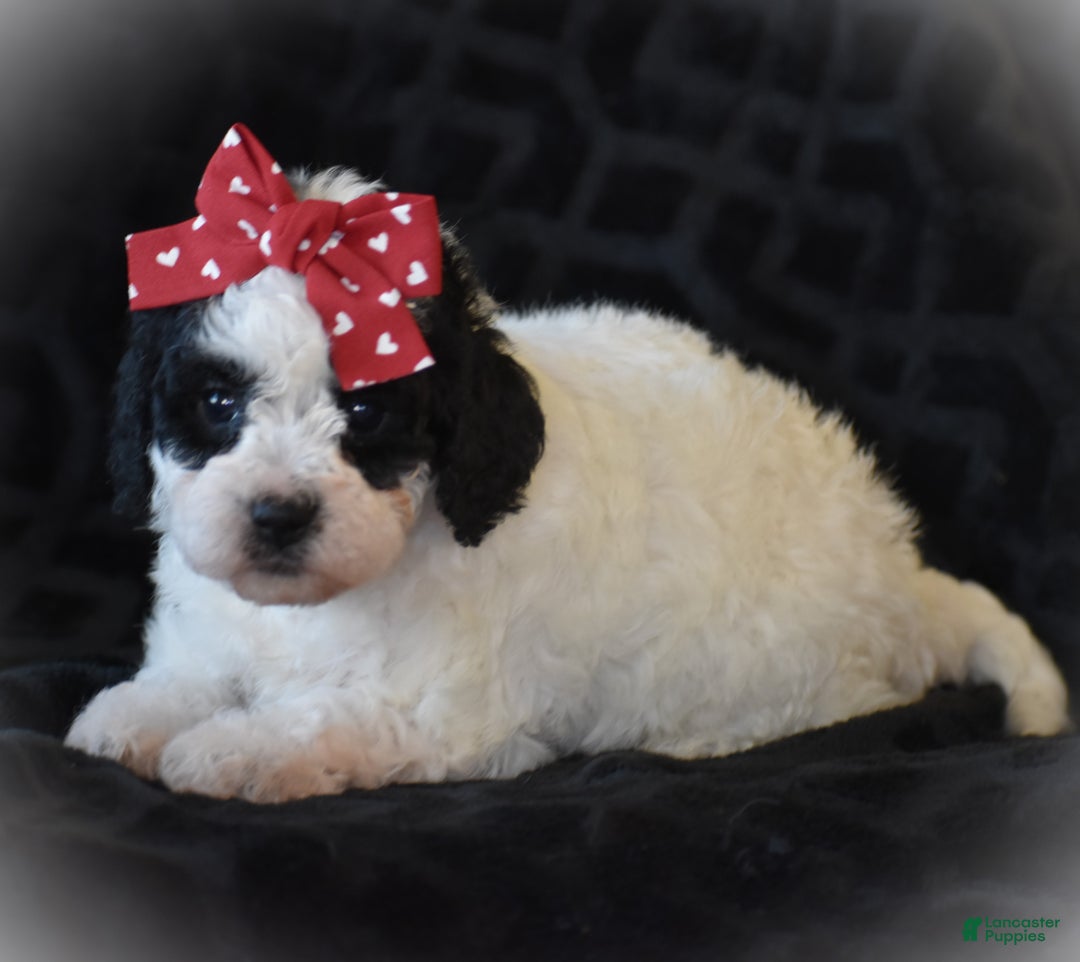 Miniature Poodle dogs for sale: Zandra - Ad 10