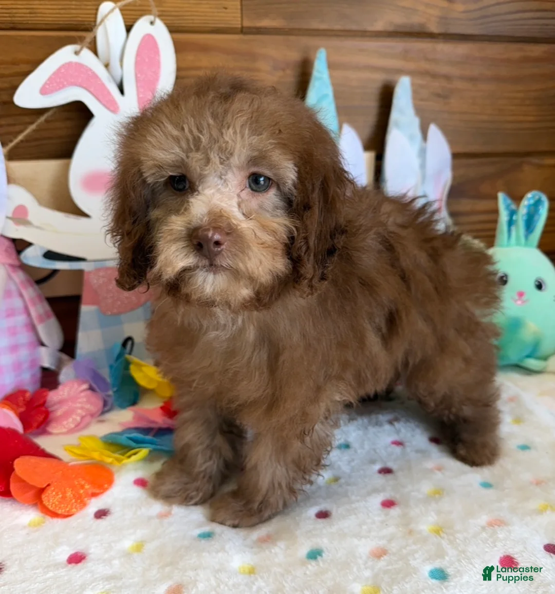 Cockapoo dogs for sale: Bear - Ad 3