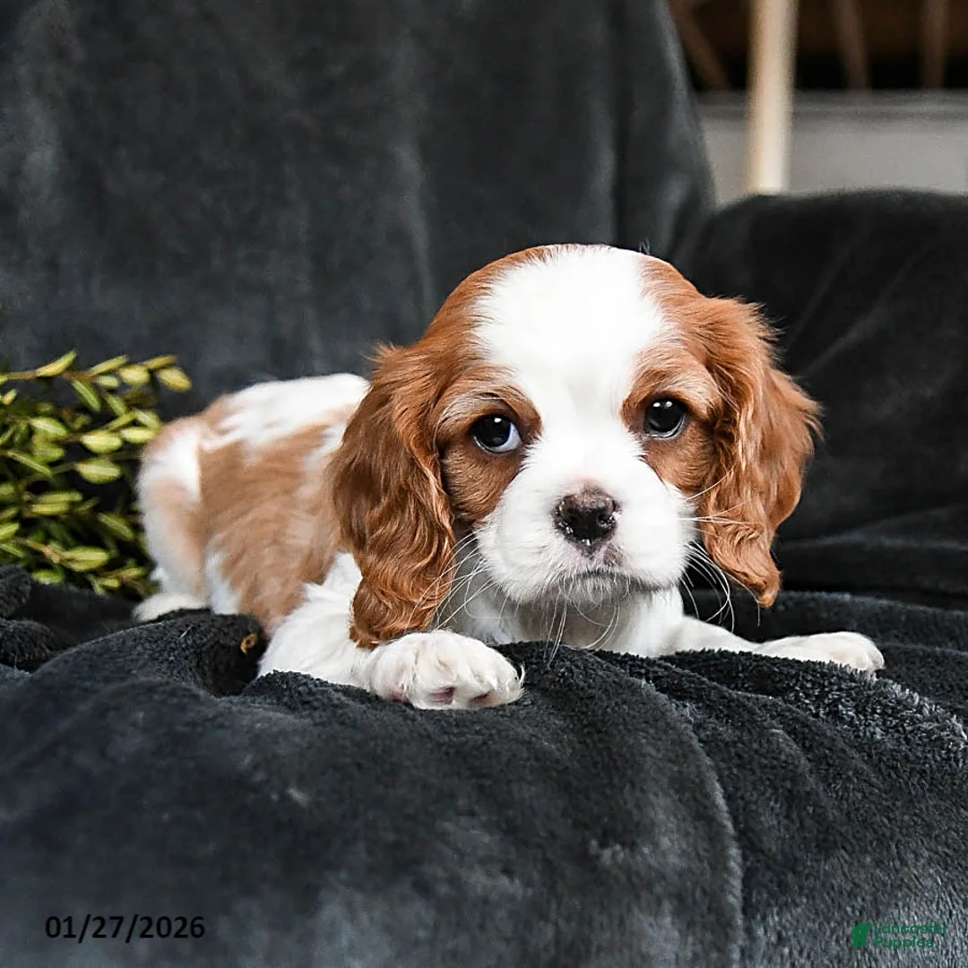 Cavalier King Charles Spaniel dogs for sale: Honey - Ad 3