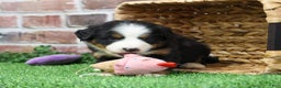 Bernese Mountain Dog dogs for sale: Mistletoe - Ad 10
