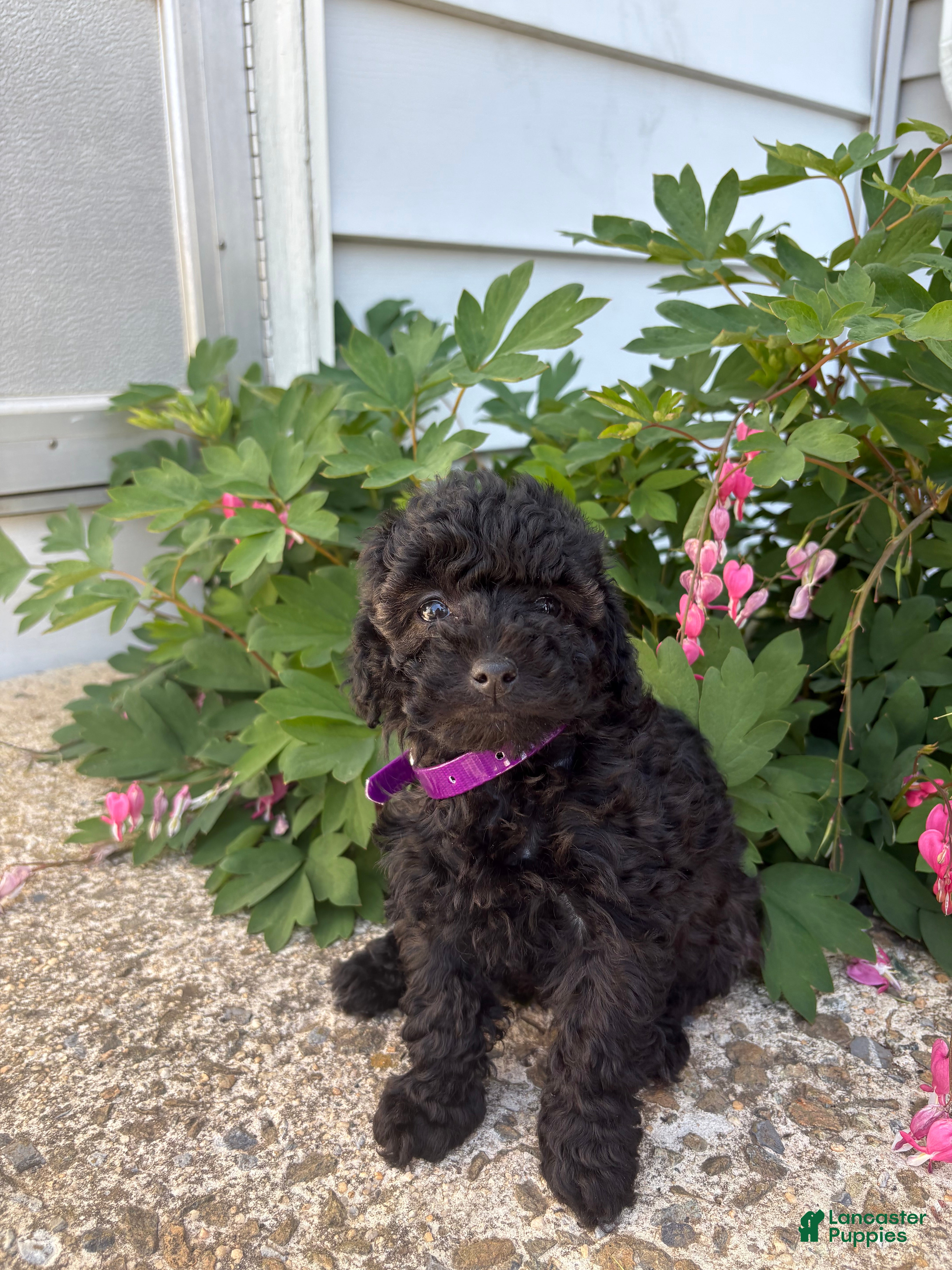 Toy Poodle dogs Raven - Ad 27