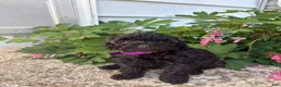 Toy Poodle dogs for sale: Raven - Ad 1
