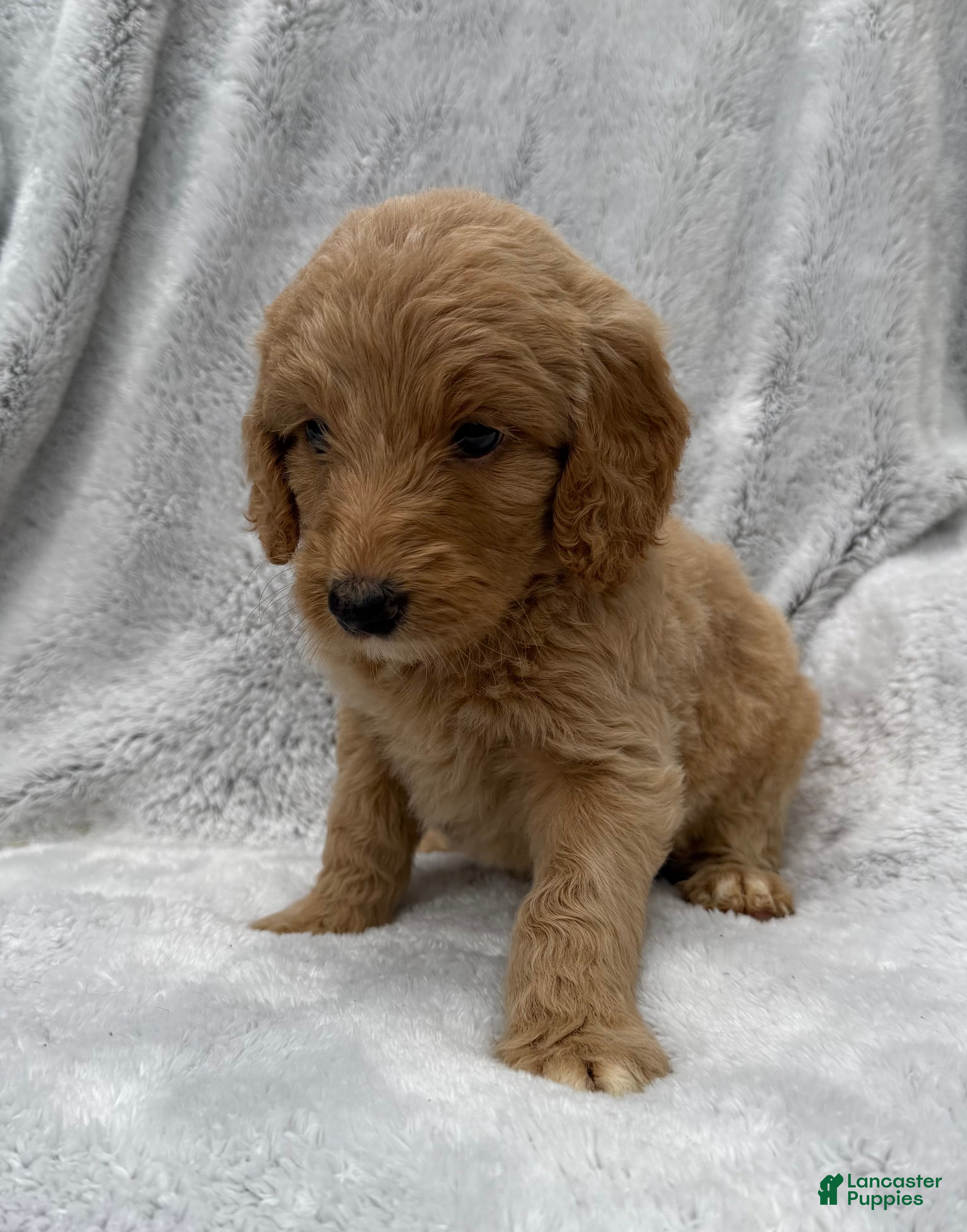 Goldendoodle dogs Lilly - Ad 2
