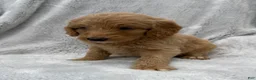 Goldendoodle dogs for sale: Lilly - Ad 2