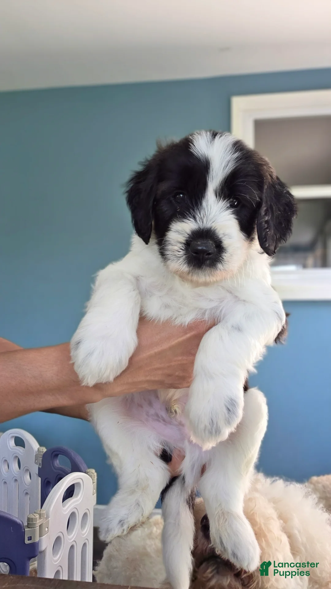 Goldendoodle dogs for sale: Goldendoodle 2 - Ad 2