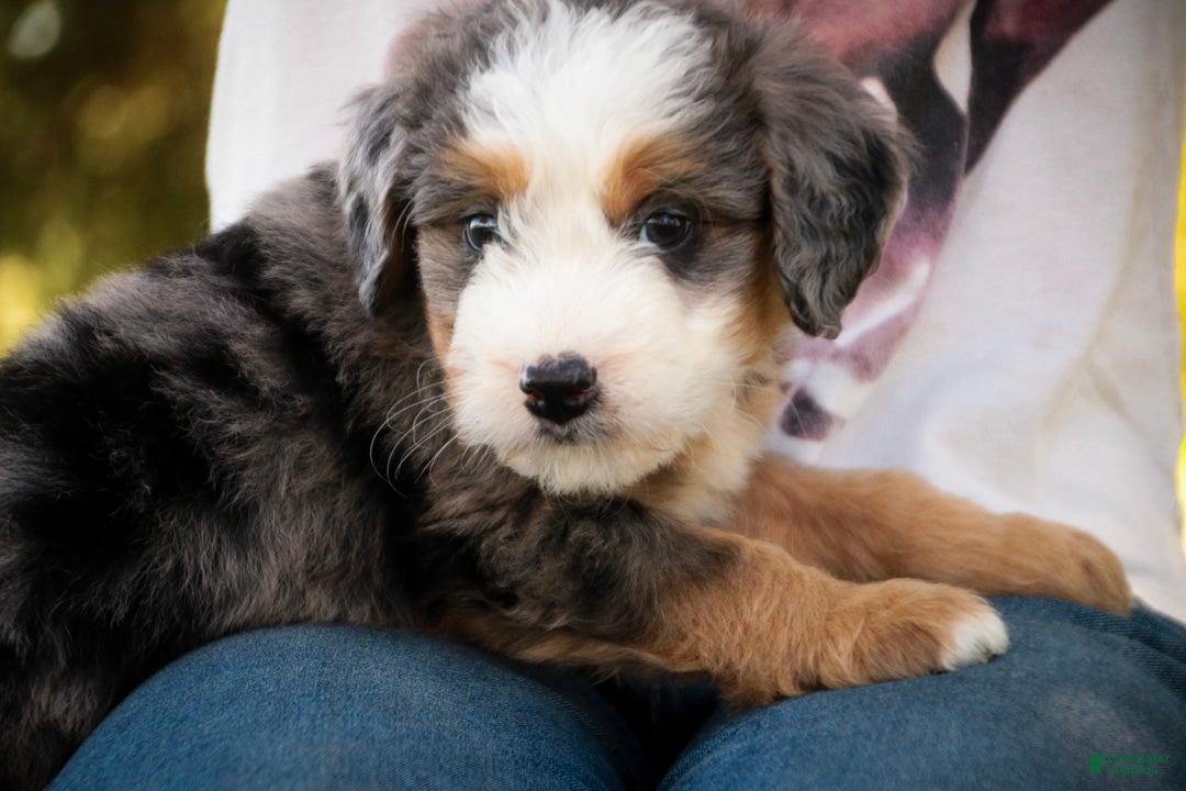 Mini Bernedoodle dogs Huck F1 Mini Bernedoodle  - Ad 2