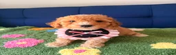 Mini Goldendoodle dogs for sale: mia - Ad 3
