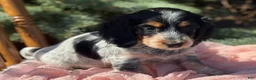 Miniature Dachshund dogs for sale: Hattie - Ad 3