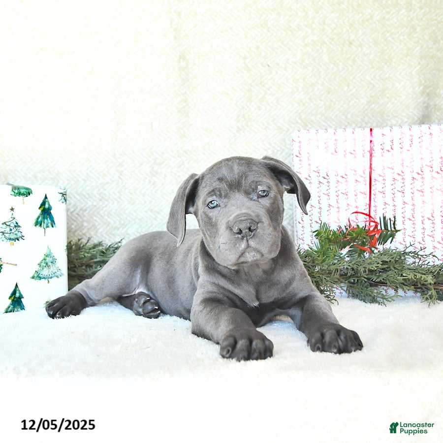Cane Corso dogs Ace - Ad 35