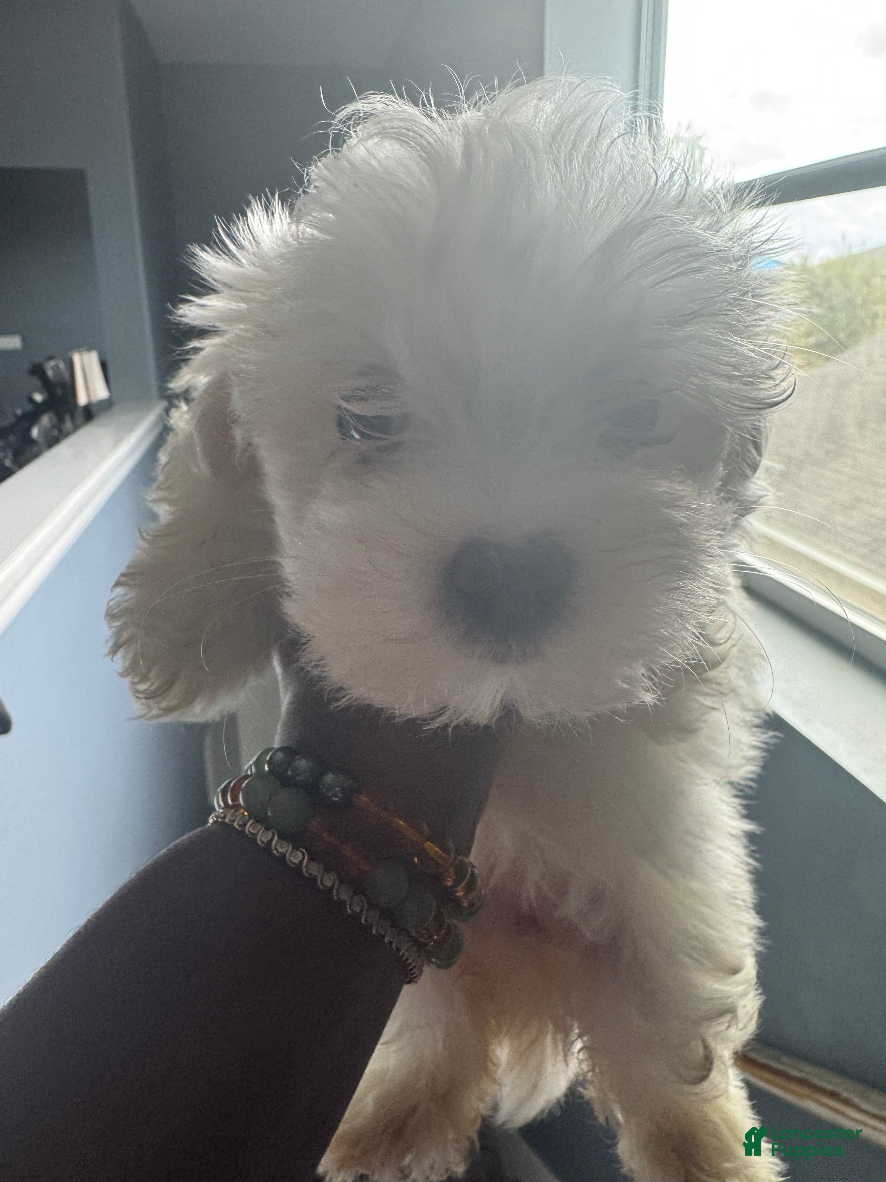 Maltese dogs Maltese Puppy 1 - Ad 1