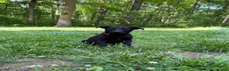 German Shepherd dogs for sale: Natalie - Ad 4