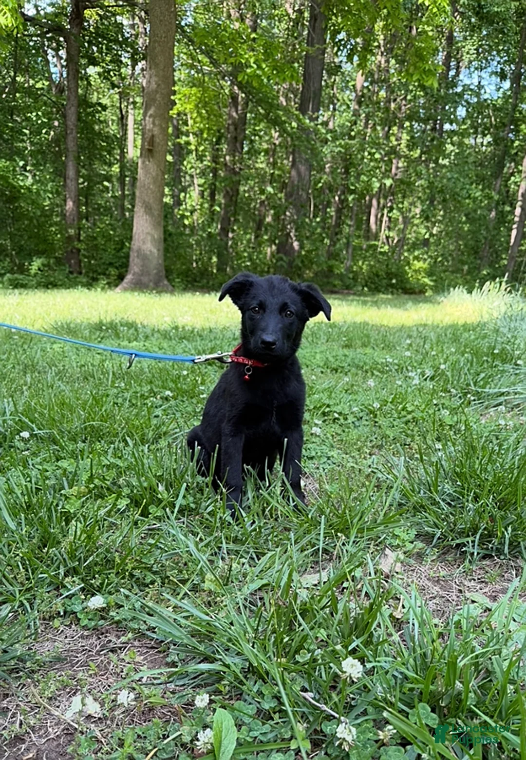 German Shepherd dogs for sale: Natalie - Ad 4