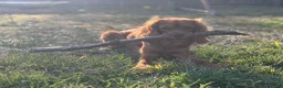 Cavalier King Charles Spaniel dogs for stud: Teddy The Stud  - Ad 2