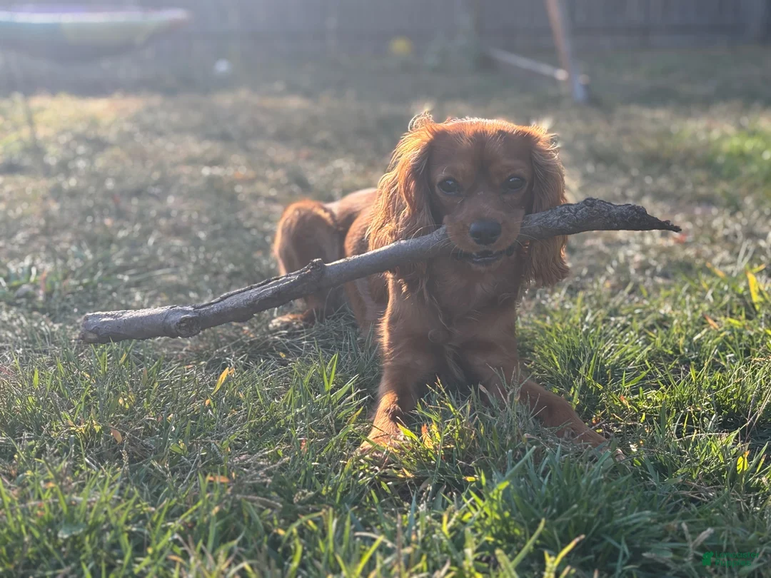 Cavalier King Charles Spaniel dogs for stud: Teddy The Stud  - Ad 2