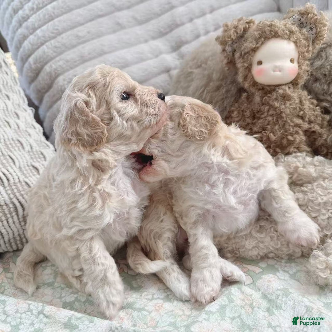 Bichpoo dogs for sale: Cookie - Ad 5