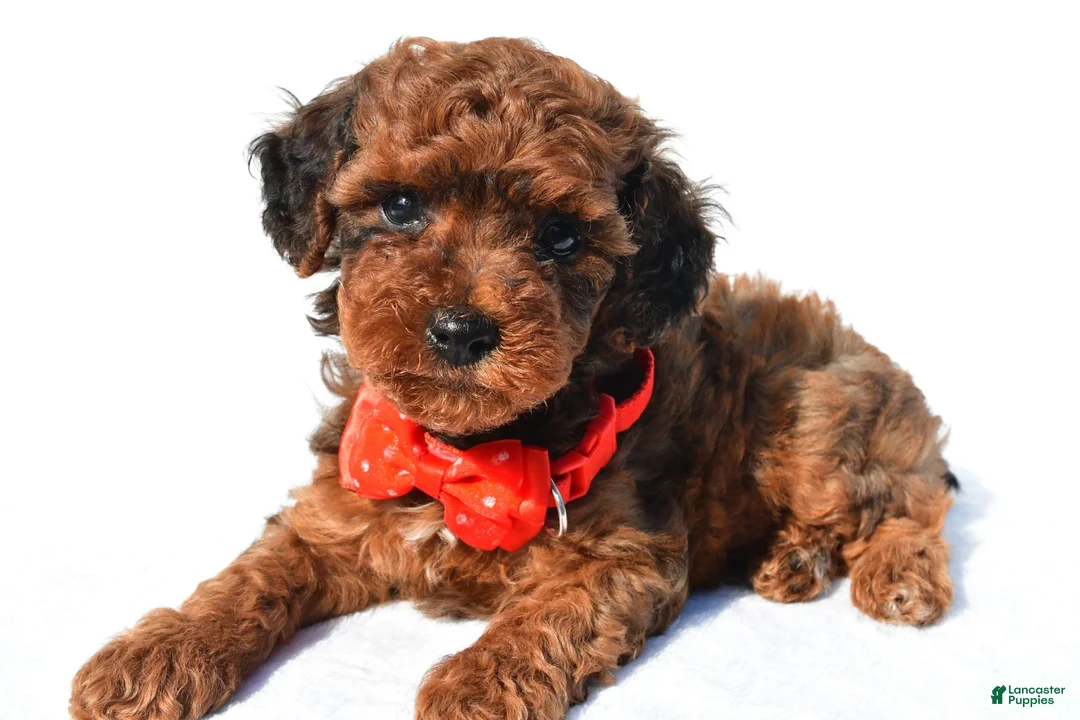 Toy Poodle dogs for sale: Peanut - Ad 2