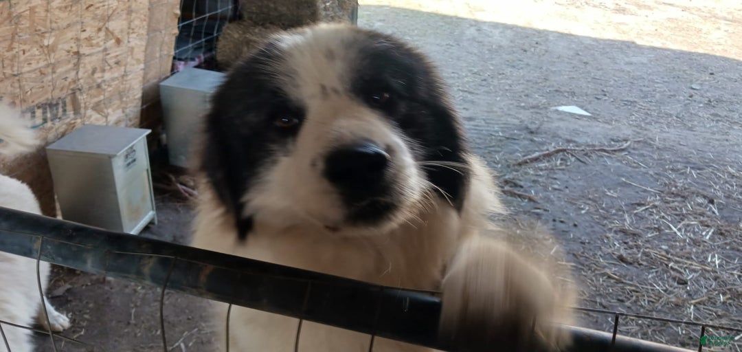 Gallery Image {{count}}