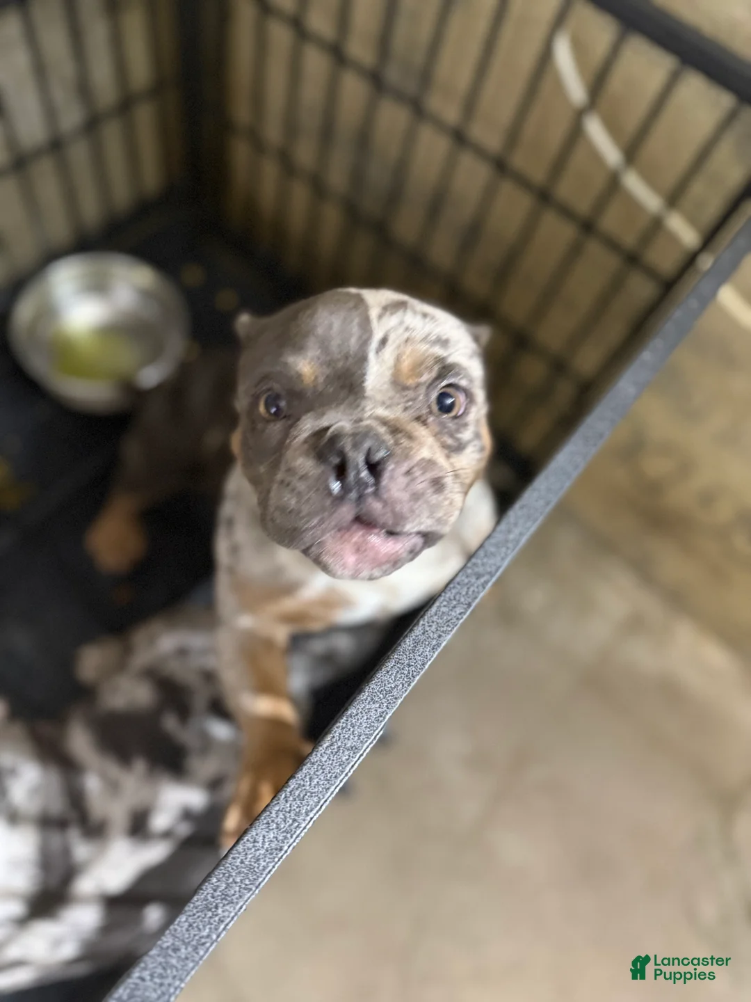 Mixed Breed dogs for sale: Mixed Breed Puppy 2 - Ad 1