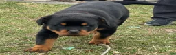 Rottweiler dogs for sale: Rottweiler Puppy 1 - Ad 3