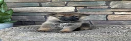 German Shepherd dogs for sale: Tori - Ad 10