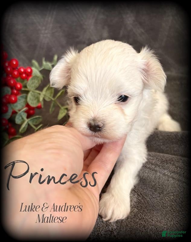 Maltese dogs Princess - X-Small female. 4 lb adult - Ad 1