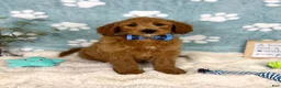 Mini Goldendoodle dogs for sale: Zane - Ad 10