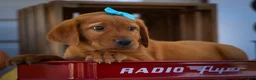 Labrador Retriever dogs for sale: NELSON - Ad 14