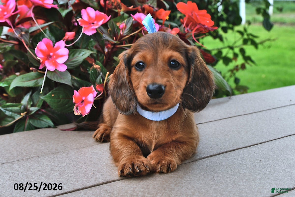 Miniature Dachshund dogs Viktor - Ad 1