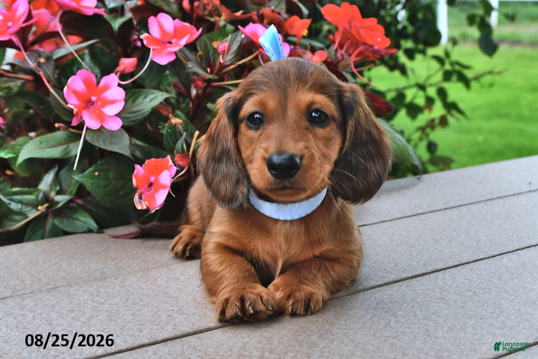 Miniature Dachshund dogs for sale: Viktor - Ad 1