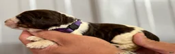 English Springer Spaniel dogs for sale: Reef  - Ad 4