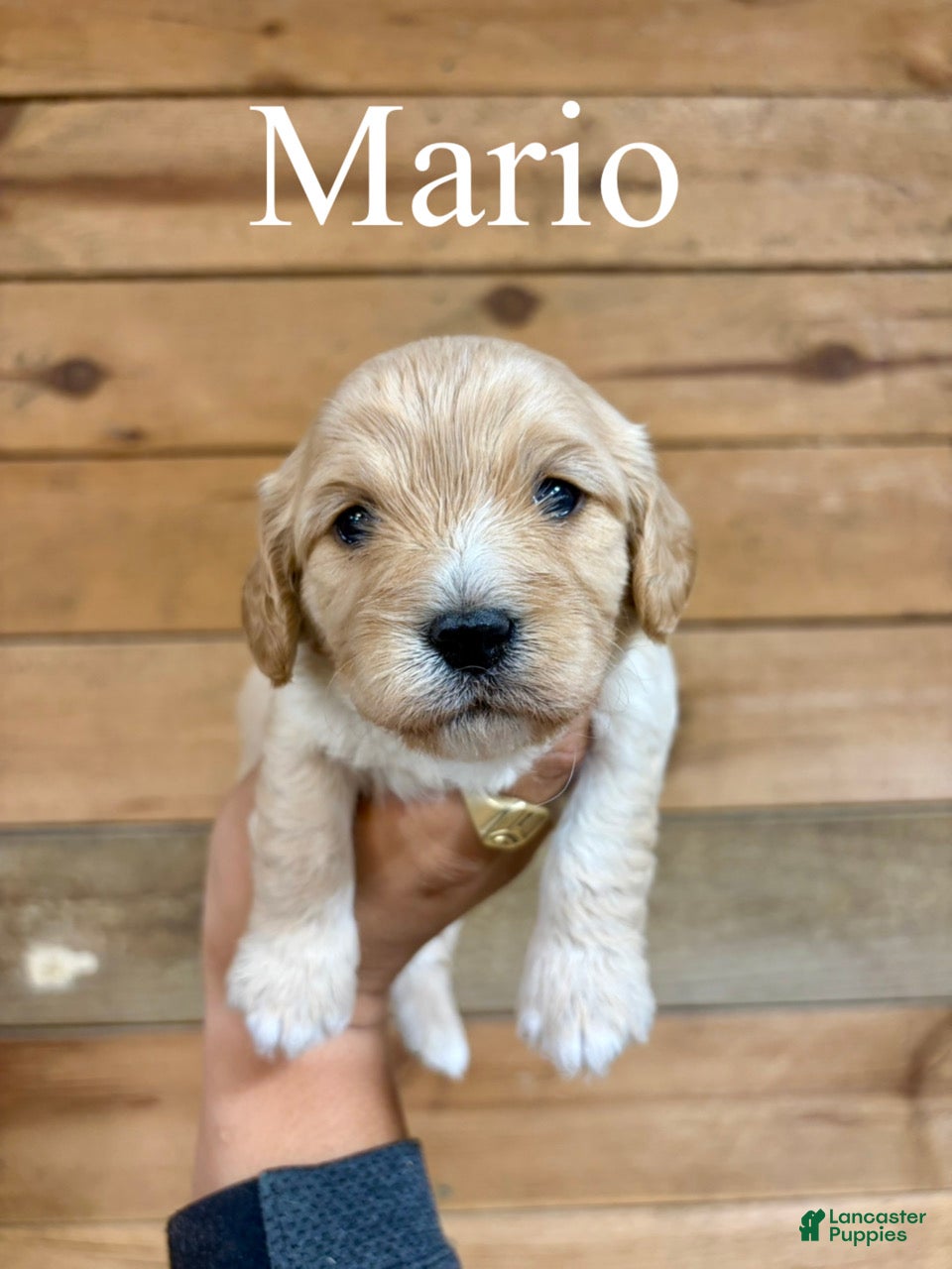 Cavapoo dogs Mario - Ad 1