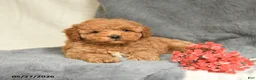 Maltipoo dogs for sale: Snickers - Ad 3