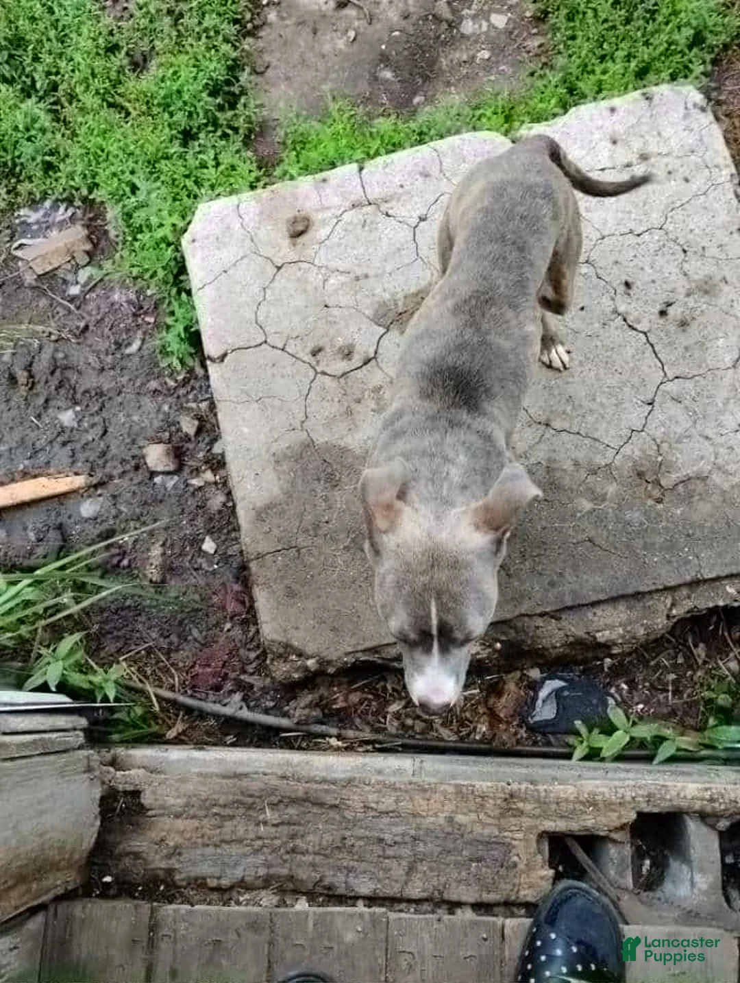 Gallery Image {{count}}