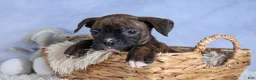 Boxer dogs for sale: Striker - Ad 12
