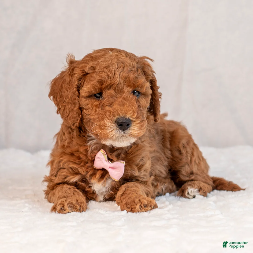 Mini Goldendoodle dogs for sale: Biscuit - Ad 5
