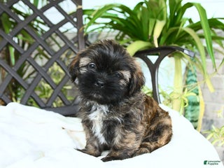 Shih Tzu dogs - Ad 4