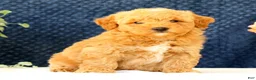 Mini Goldendoodle dogs for sale: Clark - Ad 6