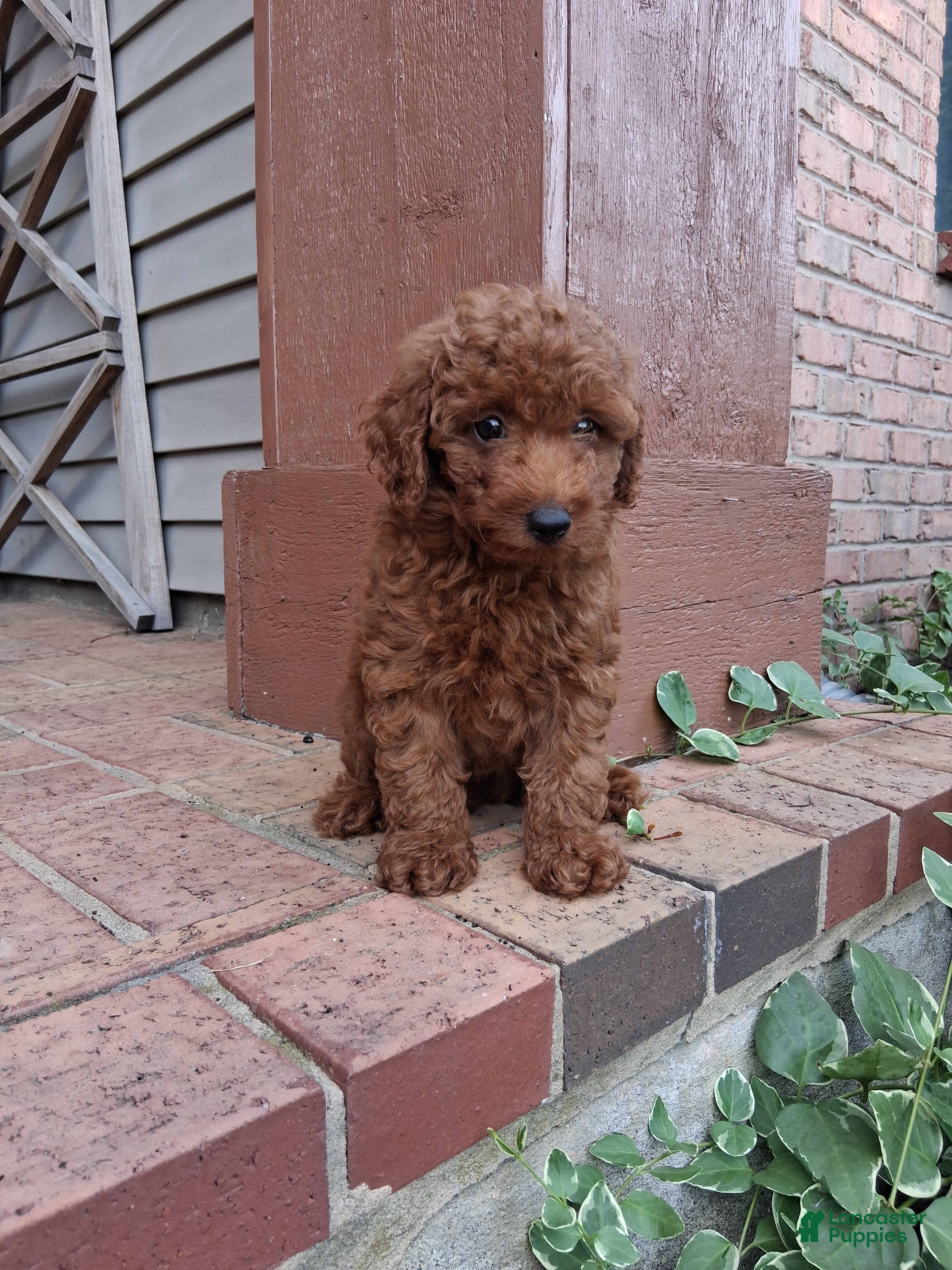 Toy Poodle dogs Toy Poodle 1 - Ad 1