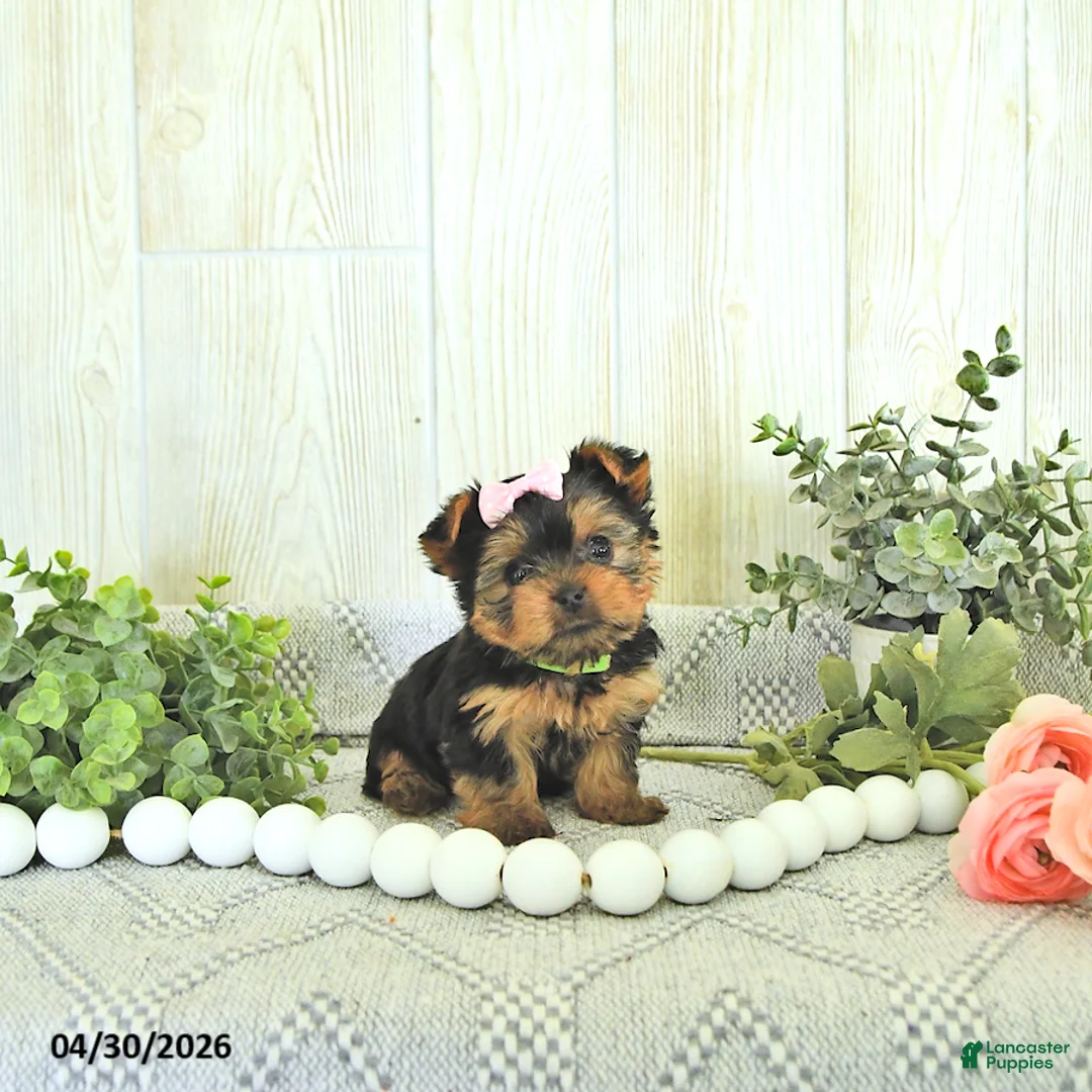 Yorkshire Terrier dogs for sale: Macey - Ad 1