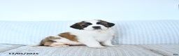 Saint Bernard dogs for sale: Santa   - Ad 2